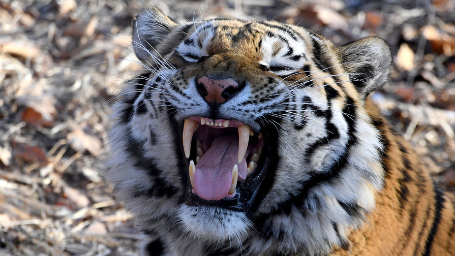 В Хабаровском крае нашли убитого краснокнижного амурского тигра
