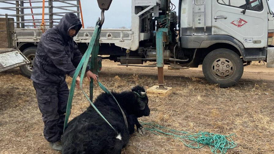 В Бурятии организовали эвакуацию с улиц бесхозных коров