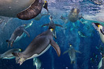 «Императорские пингвины». Пол Никлен, Канада. Категория «Природа». I место за серию. Последние исследования выявили, что императорские пингвины имеют способность плавать в три раза быстрее за счет выпускания миллионов пузырьков из своих перьев.