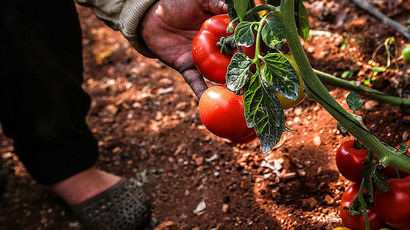 Почему в овощах с грядки нитратов может быть больше, чем в китайских помидорах
