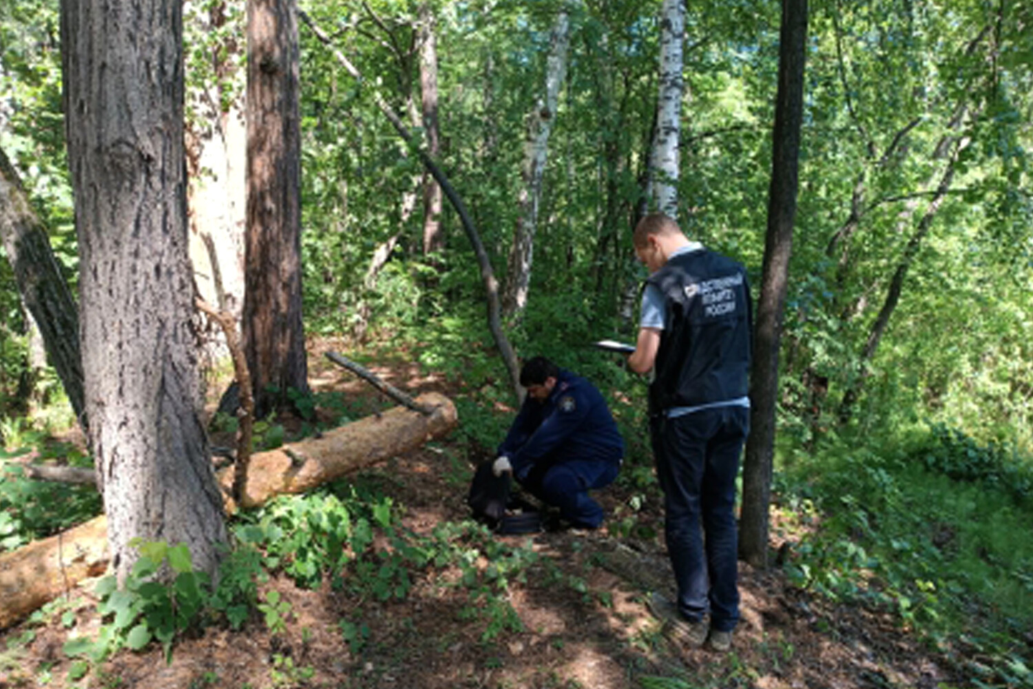 В Челябинской области дерево упало на палатку с двумя детьми - Газета.Ru |  Новости