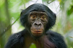 Кристиан Зиглер, Германия, занял третье место в категории «Природа» с фотоснимком пятилетней обезьяны бонобо из заповедника в Демократической Республике Конго