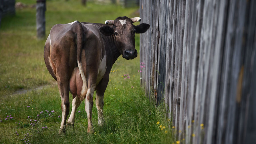 Молодой человек пробрался на ферму и занялся сексом с коровой