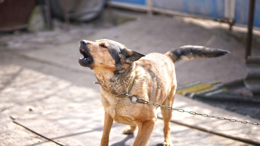 В Ясногорске бродячая собака искусала мальчика