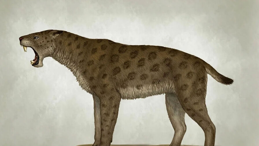 Российские ученые выяснили, что в лесах Сибири жили саблезубые кошки