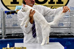 Член жюри осматривает кошку на международной выставке кошек «Кэтсбург-2016» в МВЦ «Крокус Экспо»