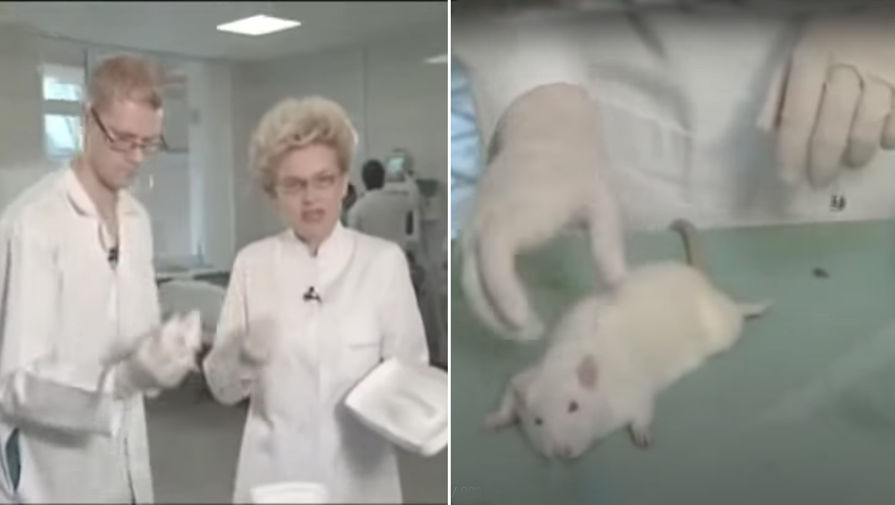 Еще до появления «Жить здорово!» Елена Малышева разозлила зрителей выпуском другого своего шоу. В одном из эпизодов «Здоровья» от 2008 года речь шла о параличе (а если конкретнее — синдроме Гийена-Барре). Среди прочего ведущая тогда продемонстрировала проведенный ей же эксперимент, который многие сочли чрезмерно жестоким: живой крысе была введена кровь пациента с синдромом Гийена-Барре, и животное вскоре перестало двигаться. Впоследствии Малышева успокоила разозленных зрителей, объяснив, что на самом деле крысе был введен обычный транквилизатор — и она осталась жива