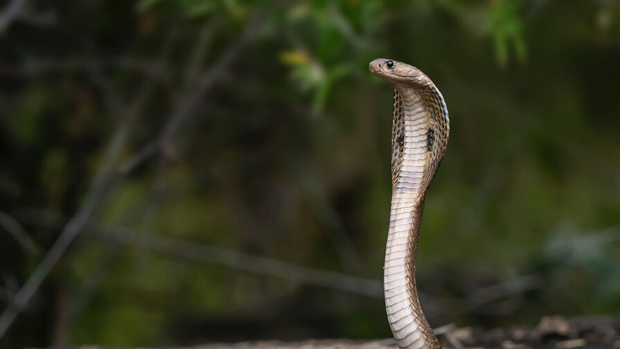 Мальчик в Индии убил ядовитую змею своим укусом