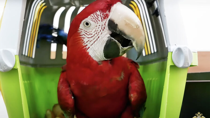 Россиянин украл попугая ара у своего арендатора и продал его соседу сверху