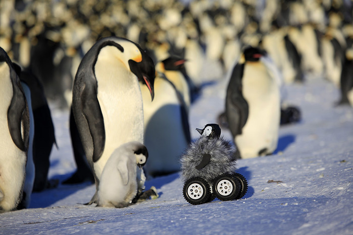 Императорский пингвин — самый крупный в&nbsp;своем виде. Его рост достигает 122&nbsp;см, а вес &mdash; 50&nbsp;кг.