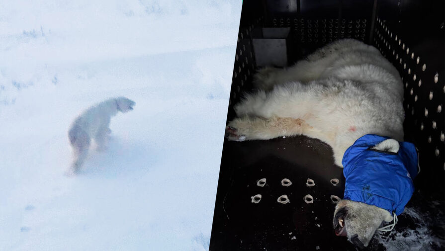 На Таймыре отловили белую медведицу, напавшую на семью