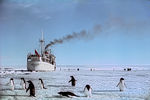 Теплоход «Кооперация» у берегов Антарктиды, 1964 год
