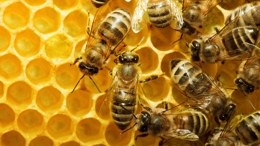 Эксперты объяснили, почему в некоторых странах массово сжигают пчел
