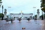 Стая гусей переходит дорогу перед Букингемским дворцом в Лондоне, 10 октября 2022 года