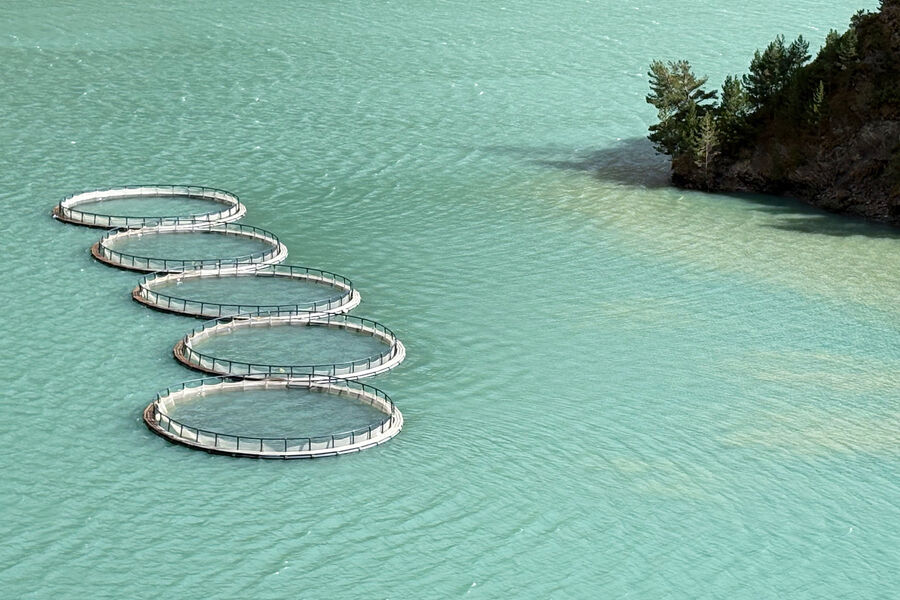 Форелевая ферма между&nbsp;Владикавказом и Мамисоном