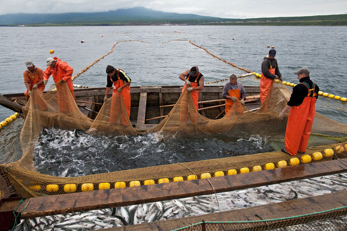 Прискорбное и несправедливое решение». Почему Россия запретила ввоз рыбы из  Японии - Газета.Ru