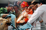 12 июня. Медицинская операция по извлечению из тела китайского строителя стальной арматуры в госпитале Ханчжоу, провинция Чжэцзян. В операции были задействованы, помимо врачей, пожарный и коллеги пострадавшего.