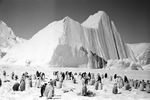 Императорские пингвины в Антарктиде, 1967 год
