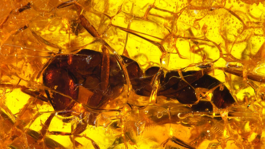 В балтийском янтаре обнаружили древнейшего муравья-легионера возрастом 35 млн лет