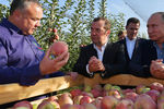 Президент России Владимир Путин и председатель правительства России Дмитрий Медведев во время осмотра яблоневых садов в Ставропольском крае, 9 октября 2018 года
