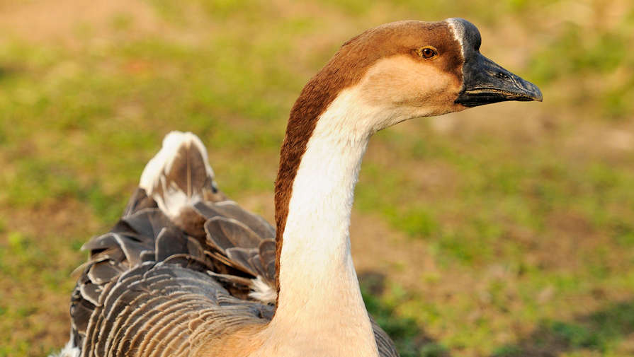 Голая канадка спасла домашнего гуся от орла во время кормления грудью