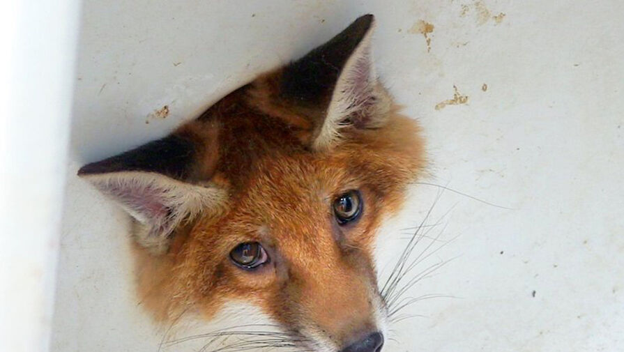 В Англии спасли лису, голова которой застряла в сливе раковины