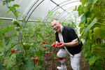 Вячеслав Зайцев демонстрирует урожай томатов в теплице на своем участке в Московской области, 2012 год