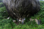 Пастух со своим стадом прячется от дождя под огромным валуном в Дхармсале, Индия, 8 августа 2022 года