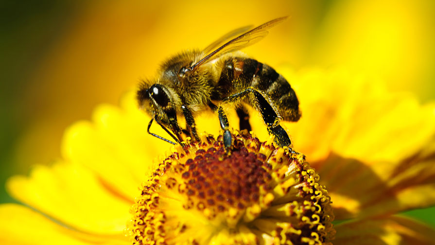 Ради спасения пчел британцам предложили отказаться от газонов