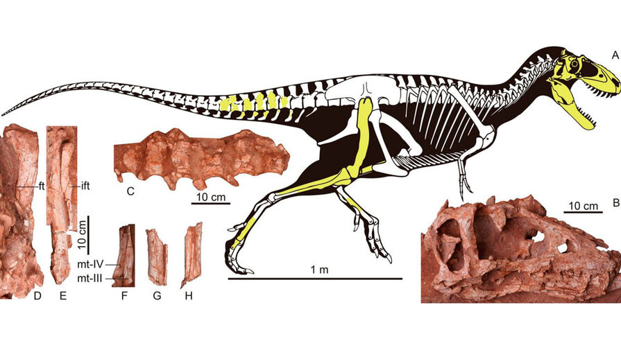 Ученые открыли новый вид хищных динозавров, родственных тираннозавру