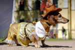 Собака породы такса на «Такс-параде», посвященном Дню города, на Васильевском острове в саду Академии художеств в Санкт-Петербурге