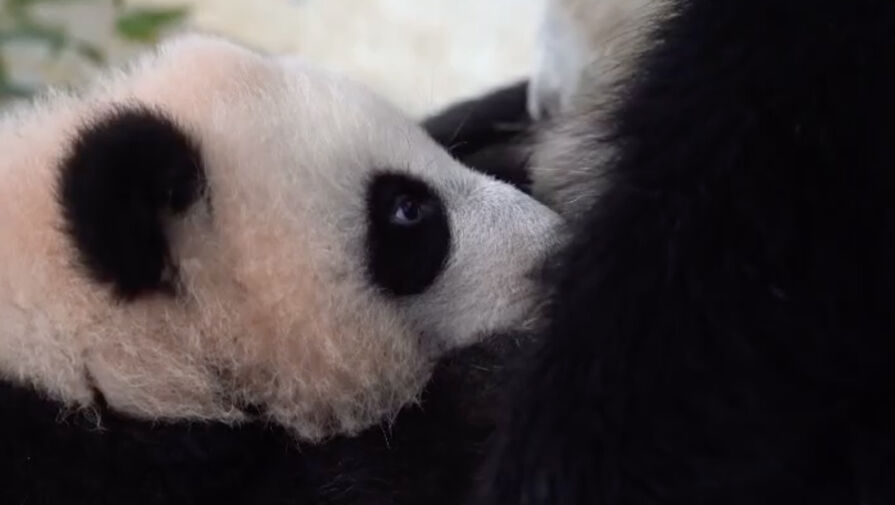 Павильон с пандами в Московском зоопарке временно закроется