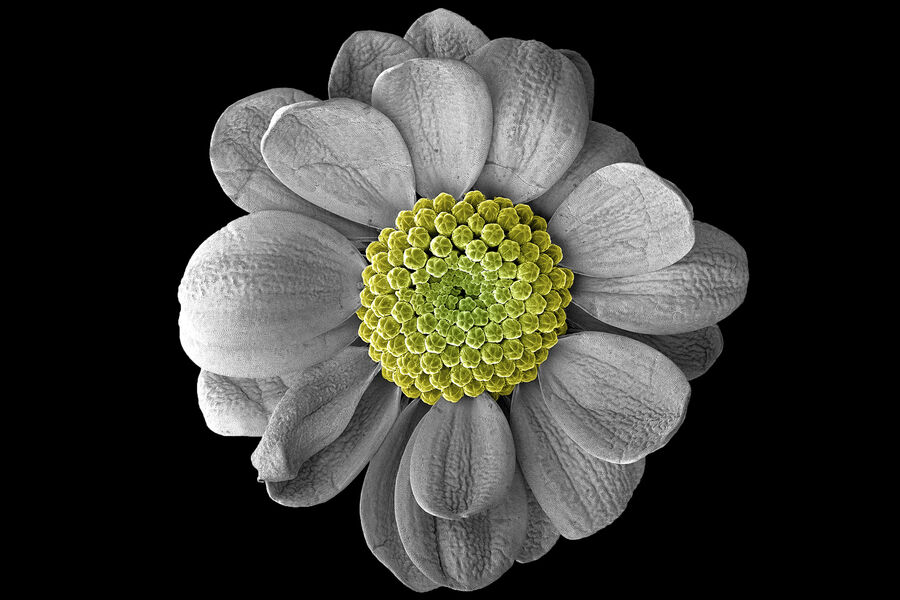 <b>«Цветок хризантемы», 1-е место в&nbsp;номинации «Природа». </b>
<br>
При&nbsp;создании фотографии использовался растровый электронный микроскоп