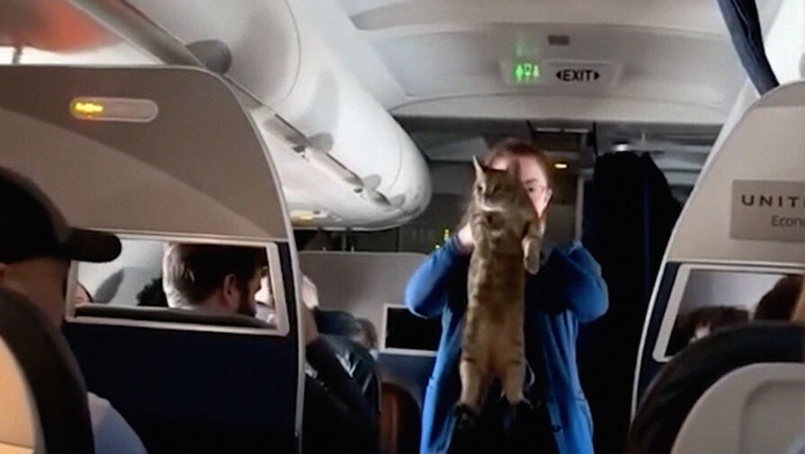 Летевший из Далласа в Сан-Франциско кот пробрался в бизнес-класс и не хотел уходить