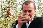 Председатель правительства России Дмитрий Медведев во время осмотра яблоневых садов в Ставропольском крае, 9 октября 2018 года