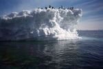 Антарктида - единственный материк, где отсутствует постоянное население, не считая, конечно, представителей фауны: пингвинов (на снимке), морских львов, а также тюленей и полярных птиц, селящихся здесь целыми колониями