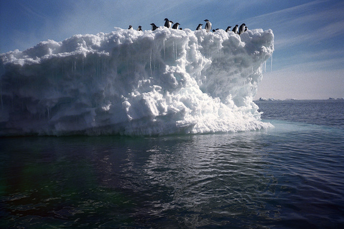 Антарктида&nbsp;- единственный материк, где отсутствует постоянное население, не считая, конечно, представителей фауны: пингвинов (на снимке), морских львов, а также тюленей и полярных птиц, селящихся здесь целыми колониями