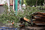 Поваленное во время дождя дерево на одной из улиц в Москве, 28 июня 2021 года