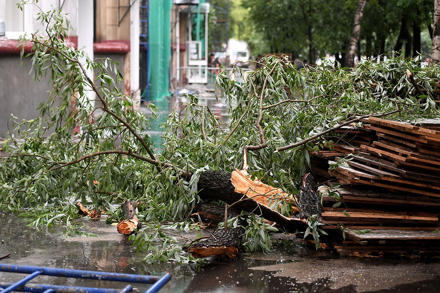 Поваленное во время дождя дерево на&nbsp;одной из&nbsp;улиц в&nbsp;Москве, 28 июня 2021 года