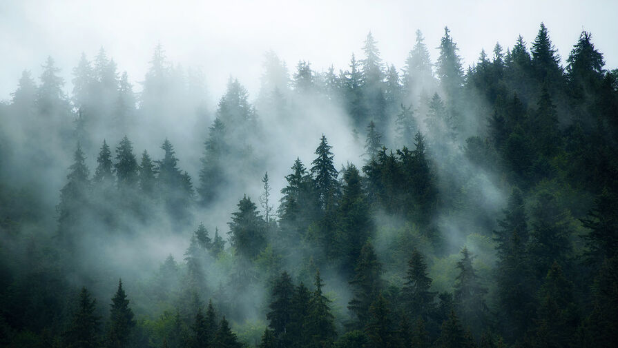 Найден старейший окаменелый лес Земли