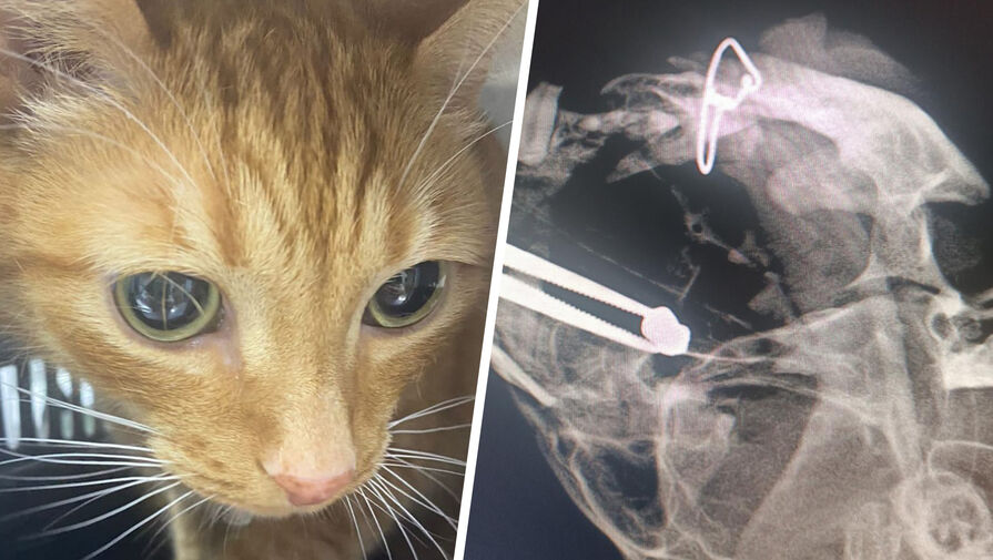 Кота с пулей в носу спасли ветеринары из Подмосковья  