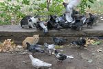 Улицы Луганска. Кошки и голуби едят вместе, почти никто ни тех ни других не подкармливает