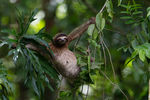 Бурогорлый ленивец на лианах в Коста-Рике