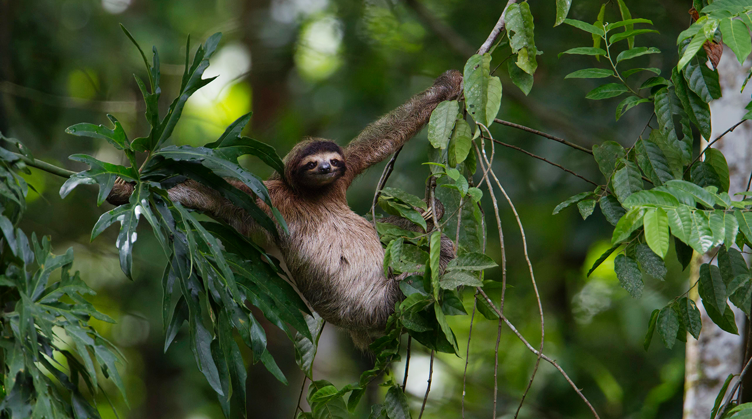 

Бурогорлый ленивец на лианах в Коста-Рике

