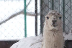 Лама в зоопарке города во время сильного снегопада