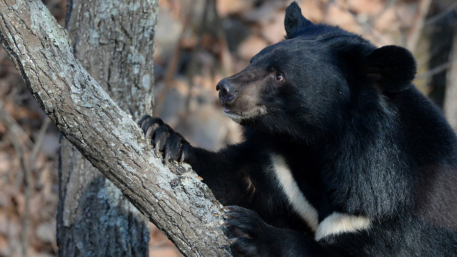 В Японии ИИ будут следить за жизнью медведей в лесу из-за колоссального числа нападений