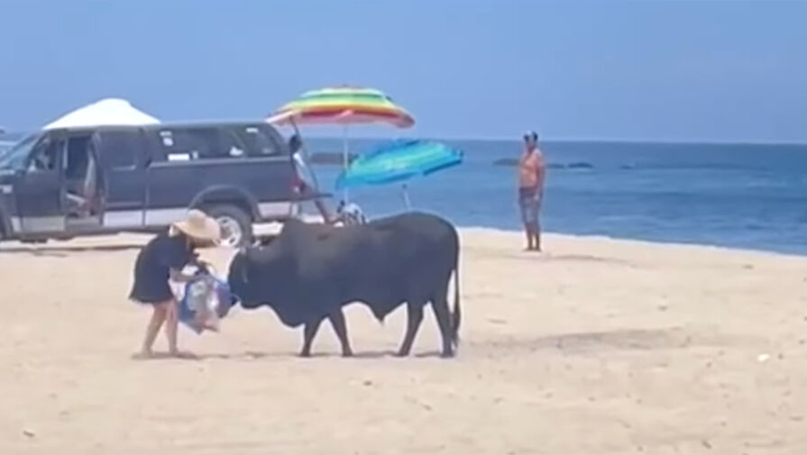 Крупный бык попытался забодать туристку и попал на видео