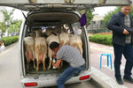 Продажа свежего козьего молока из микроавтобуса в Сиане, провинция Шэньси, Китай, апрель 2017 года