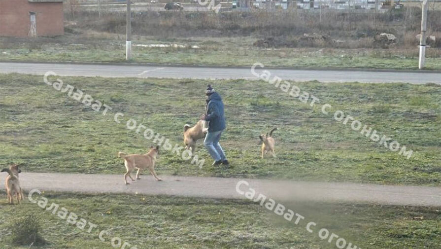 Россиянин попал в больницу с травмами после нападения бездомных собак и алабая