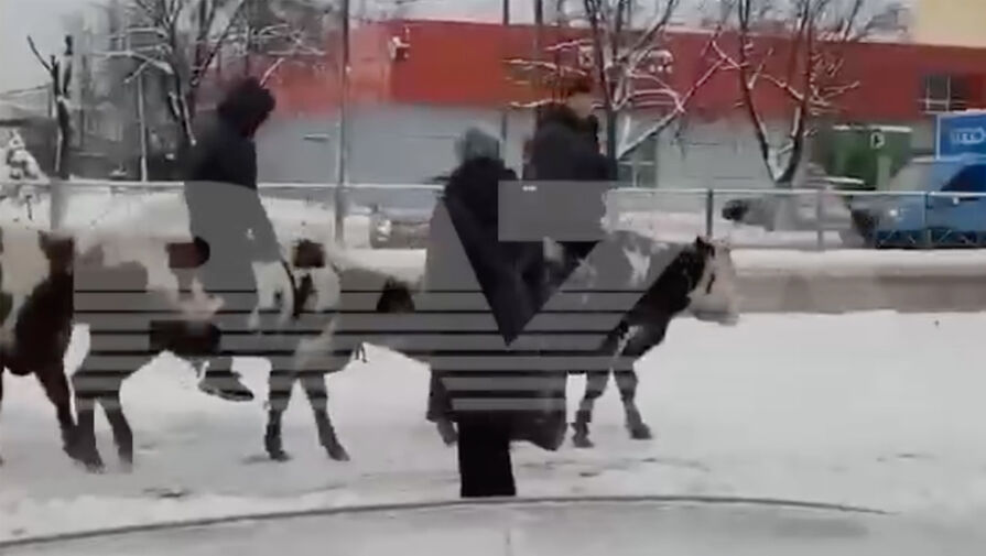 На улицах Брянска сняли на видео всадников на коровах